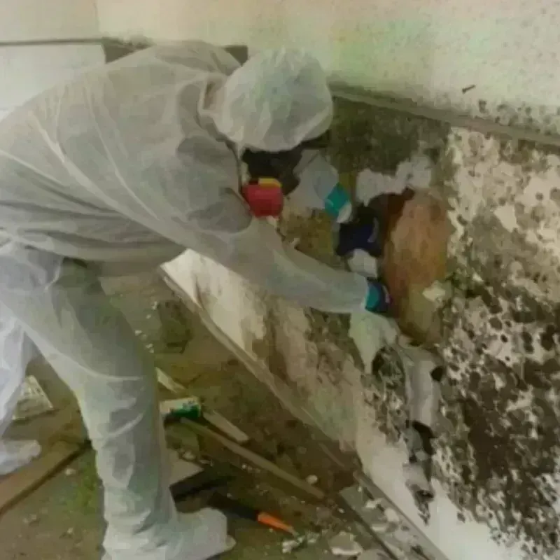 Mold Remediation and Removal in Hebron, CT